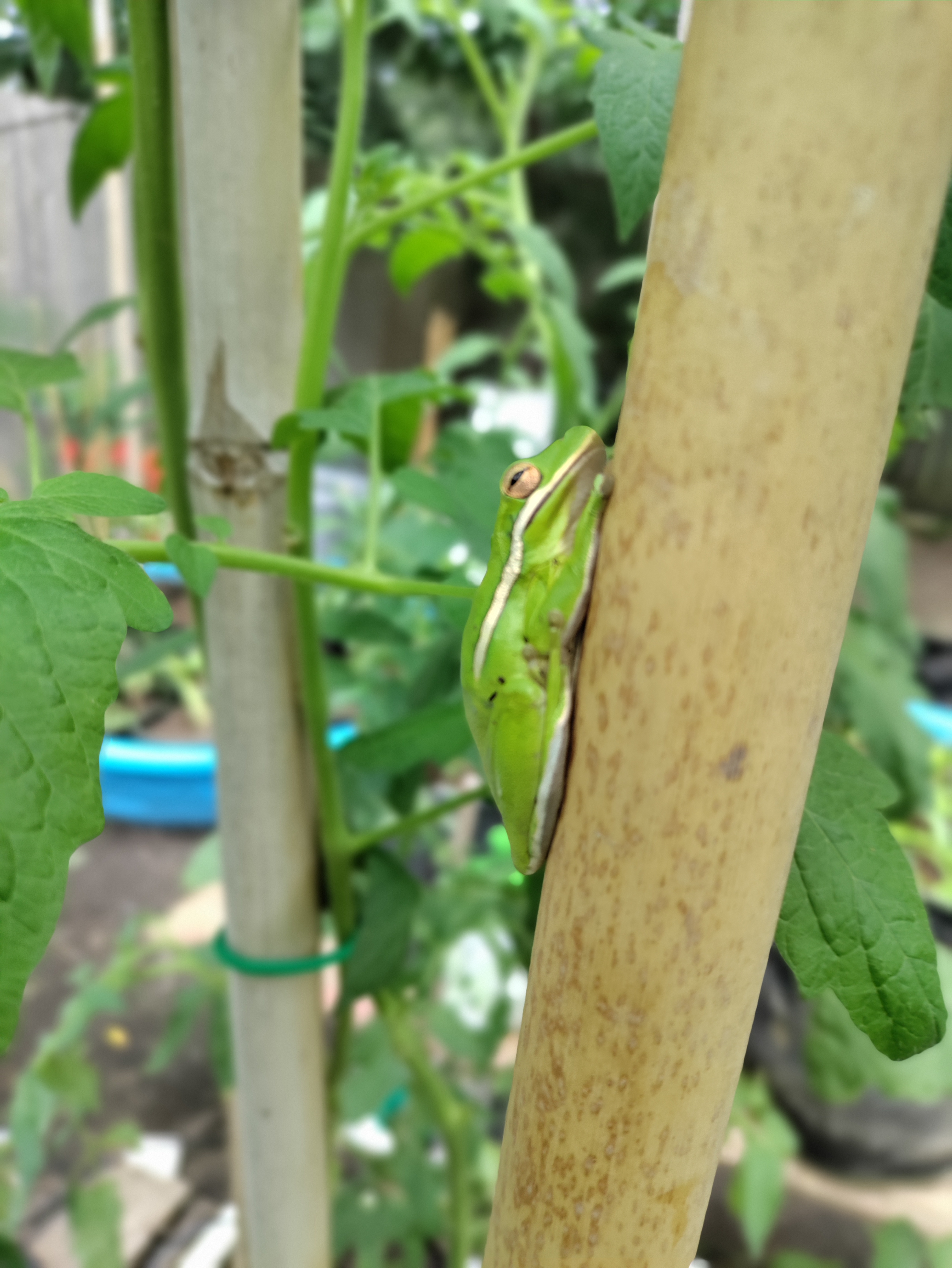 organic urban farming